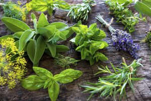گیاهان دارویی و استفاده آنها در گرین وال و روف گاردن و فضای سبز